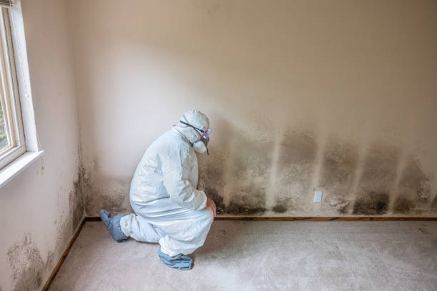 Best Mold Removal for HVAC Installations  in Tazewell, VA